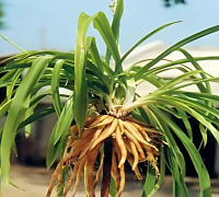 Safed Musli (Chlorophytum Borivilianum)
